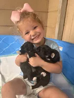 Chocolate Female, a female Miniature Schnauzer for sale in Buffalo, TX – Photo 6 of 6