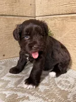 Chocolate Female, a female Miniature Schnauzer for sale in Buffalo, TX – Photo 2 of 6