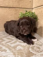 Chocolate Female, a female Miniature Schnauzer for sale in Buffalo, TX – Photo 4 of 6