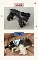 Chocolate Female, a female Miniature Schnauzer for sale in Buffalo, TX – Photo 5 of 6