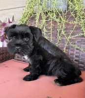 Black female , a female Miniature Schnauzer for sale in Buffalo, TX – 3 of 4