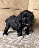 Black male , a male Miniature Schnauzer for sale in Buffalo, TX – Photo 1 of 3
