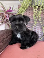 Black female , a female Miniature Schnauzer for sale in Buffalo, TX – 4 of 4