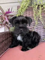 Black female , a female Miniature Schnauzer for sale in Buffalo, TX – 1 of 4