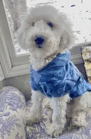 Benny, a male Poodle - Miniature  for sale in Olathe, KS – Photo 2 of 3