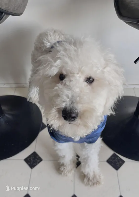 Benny, a male Poodle - Miniature  for sale in Olathe, KS – Photo 1 of 3