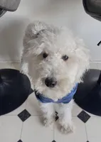 Benny, a male Poodle - Miniature  for sale in Olathe, KS – Photo 1 of 3