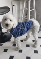 Benny, a male Poodle - Miniature  for sale in Olathe, KS – Photo 3 of 3