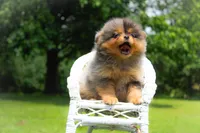 Bjorn, a male Pomeranian for sale in Olathe, KS – Photo 2 of 4