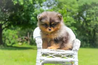 Bjorn, a male Pomeranian for sale in Olathe, KS – Photo 3 of 4