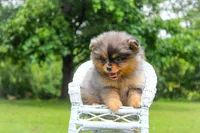 Bjorn, a male Pomeranian for sale in Olathe, KS – Photo 4 of 4