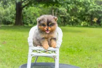 Bjorn, a male Pomeranian for sale in Olathe, KS – Photo 1 of 4