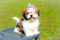 Stella, a female Shih Tzu for sale in Olathe, KS – Photo 5 of 7