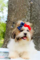 Stella, a female Shih Tzu for sale in Olathe, KS – Photo 3 of 7