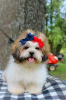 Stella, a female Shih Tzu for sale in Olathe, KS – Photo 7 of 7