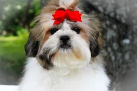 Stella, a female Shih Tzu for sale in Olathe, KS – Photo 1 of 7