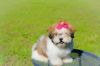 Stella, a female Shih Tzu for sale in Olathe, KS – Photo 6 of 7