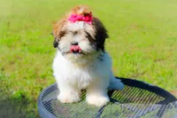 Stella, a female Shih Tzu for sale in Olathe, KS – Photo 4 of 7