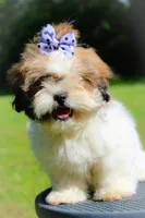 Stella, a female Shih Tzu for sale in Olathe, KS – Photo 2 of 7