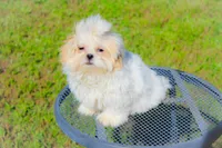 Max, a male Shih Tzu for sale in Olathe, KS – Photo 2 of 3