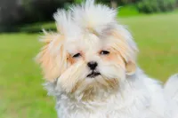 Max, a male Shih Tzu for sale in Olathe, KS – Photo 3 of 3