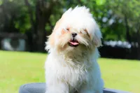 Max, a male Shih Tzu for sale in Olathe, KS – Photo 1 of 3