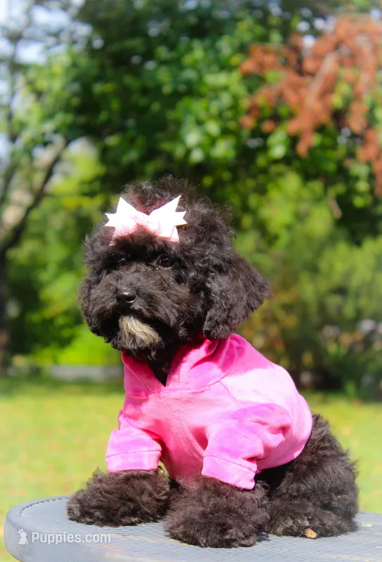 Iris, a female Miniature Bernedoodle for sale in Olathe, KS – Photo 1 of 7