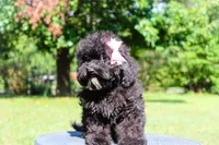Iris, a female Miniature Bernedoodle for sale in Olathe, KS – Photo 6 of 7