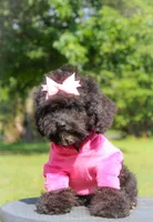 Iris, a female Miniature Bernedoodle for sale in Olathe, KS – Photo 5 of 7