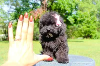 Iris, a female Miniature Bernedoodle for sale in Olathe, KS – Photo 4 of 7