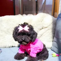 Iris, a female Miniature Bernedoodle for sale in Olathe, KS – Photo 7 of 7