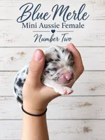 Blue Merle Female , a female Miniature Australian Shepherd for sale in Barnum, MN – 2 of 2