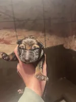 Female -PLPRP, a female German Shepherd Dog for sale in Sturgeon Lake, MN – Photo 5 of 6