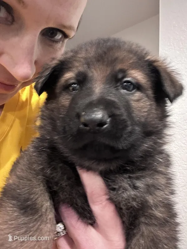 Last Girl Available  – German Shepherd Dog puppy for sale in Sturgeon Lake, MN