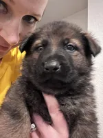 Last Girl Available , a female German Shepherd Dog for sale in Sturgeon Lake, MN – Photo 1 of 4