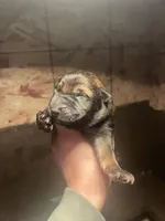 Female -PLPRP, a female German Shepherd Dog for sale in Sturgeon Lake, MN – Photo 4 of 6