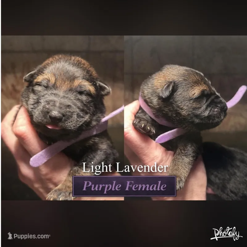 Female -PLPRP – German Shepherd Dog puppy for sale in Sturgeon Lake, MN