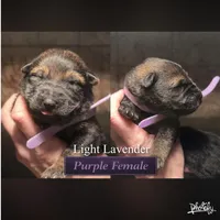 Female -PLPRP, a female German Shepherd Dog for sale in Sturgeon Lake, MN – Photo 1 of 6