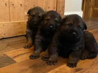 Puppy, a female German Shepherd Dog for sale in Sturgeon Lake, MN – Photo 1 of 10