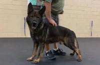 Puppy, a female German Shepherd Dog for sale in Sturgeon Lake, MN – Photo 7 of 10