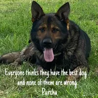 Puppy, a female German Shepherd Dog for sale in Sturgeon Lake, MN – Photo 5 of 10