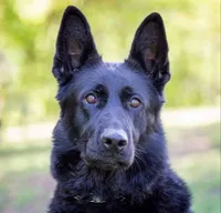 Puppy, a female German Shepherd Dog for sale in Sturgeon Lake, MN – Photo 8 of 10