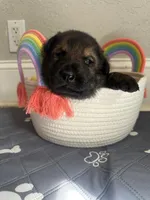 Puppy, a female German Shepherd Dog for sale in Sturgeon Lake, MN – Photo 3 of 10