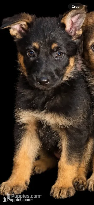 Female 1  – German Shepherd Dog puppy for sale in Barnum, MN