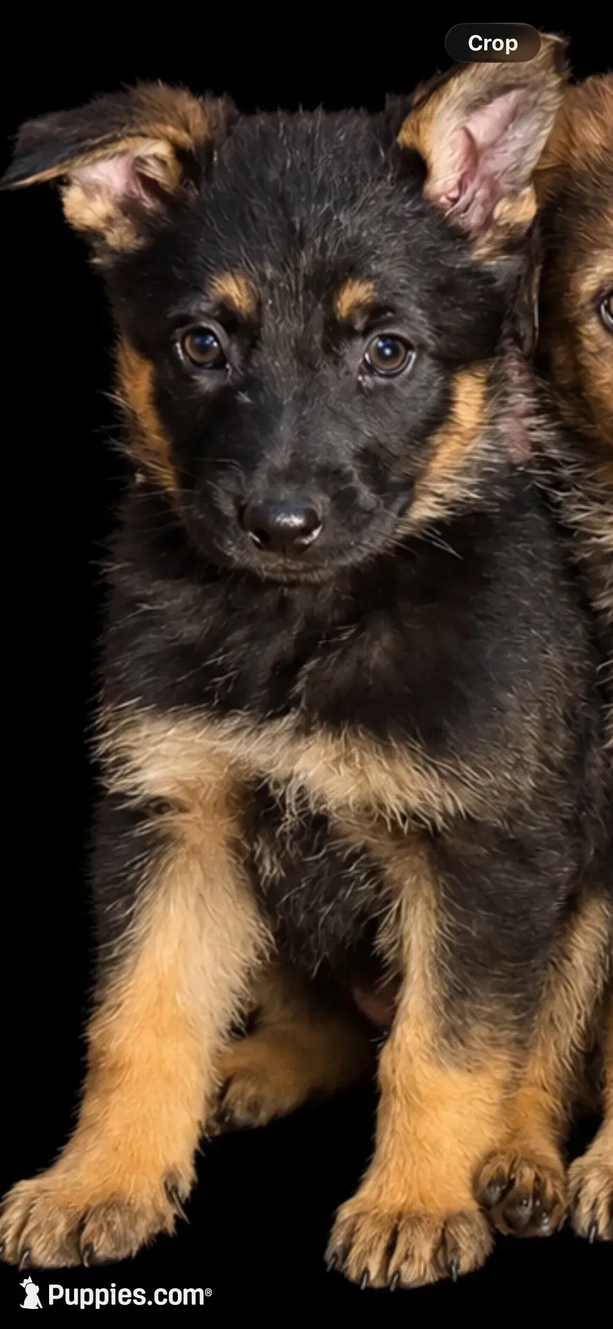 Female 1 , a female German Shepherd Dog for sale in Barnum, MN – 1 of 2