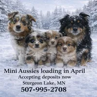 Red Merle Female , a  Miniature Australian Shepherd for sale in Sturgeon Lake, MN – Photo 4 of 4