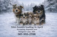 Red Merle Female , a  Miniature Australian Shepherd for sale in Sturgeon Lake, MN – Photo 4 of 4