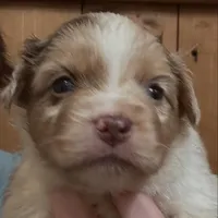 Red Merle Female , a  Miniature Australian Shepherd for sale in Sturgeon Lake, MN – Photo 1 of 4