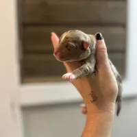 Red Merle Female , a  Miniature Australian Shepherd for sale in Sturgeon Lake, MN – Photo 3 of 4