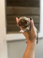 processed/9a9368cc-132f-4923-90a2-df2ba5aaf076/listing/326ceb3c-ed1c-47ed-ab04-e271826a8c18/cfea8eac-02bb-449b-96b9-5adc706046e7